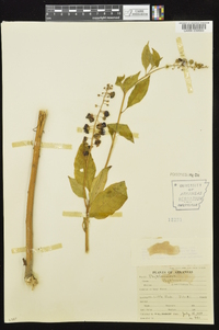 Phytolacca americana var. americana image