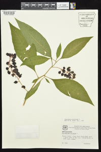 Phytolacca americana var. americana image