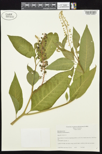 Phytolacca americana var. americana image