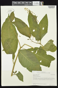 Phytolacca americana var. americana image