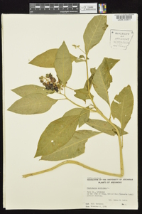 Phytolacca americana var. americana image