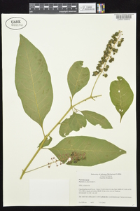 Phytolacca americana var. americana image