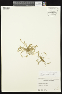 Plantago heterophylla image