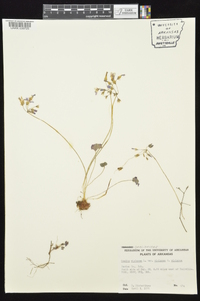 Oxalis violacea var. violacea image
