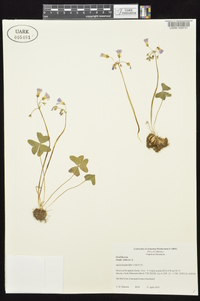 Oxalis violacea image