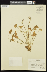 Oxalis violacea image