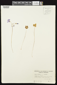 Oxalis violacea image