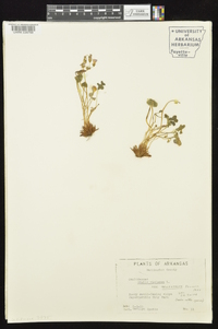 Oxalis violacea image