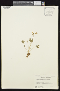 Oxalis violacea image