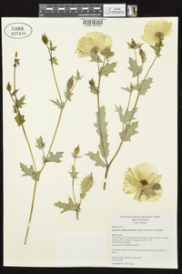 Argemone albiflora subsp. texana image