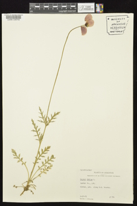 Papaver dubium image