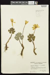 Sanguinaria canadensis var. canadensis image