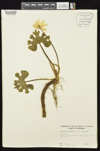 Sanguinaria canadensis var. canadensis image