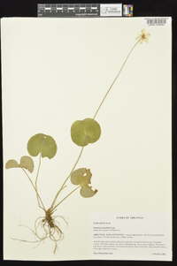 Parnassia asarifolia image