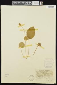 Parnassia grandifolia image