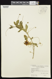 Passiflora incarnata image