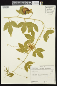 Passiflora incarnata image