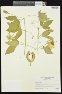 Passiflora incarnata image