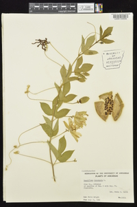 Passiflora incarnata image