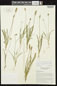 Plantago wrightiana image