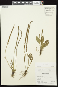 Plantago rugelii image