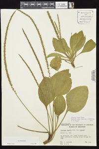 Plantago rugelii image