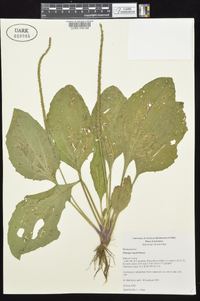 Plantago rugelii image