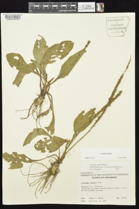 Plantago rugelii image