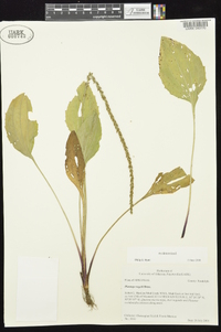 Plantago rugelii image