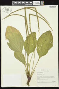 Plantago rugelii image