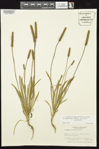 Plantago wrightiana image