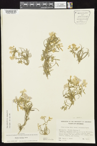 Phlox bifida image