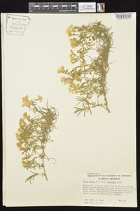 Phlox bifida subsp. bifida image