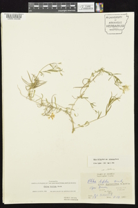 Phlox bifida subsp. bifida image