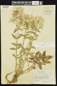 Phlox divaricata subsp. laphamii image