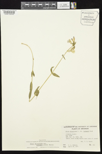 Phlox divaricata subsp. laphamii image