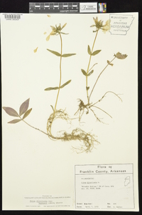 Phlox divaricata subsp. laphamii image