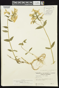 Phlox divaricata subsp. laphamii image