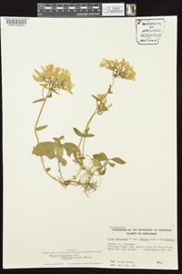 Phlox divaricata subsp. laphamii image