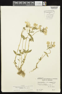 Phlox divaricata subsp. laphamii image