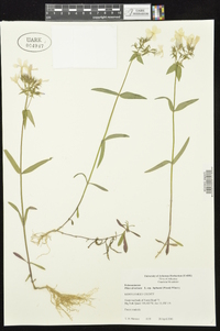 Phlox divaricata subsp. laphamii image