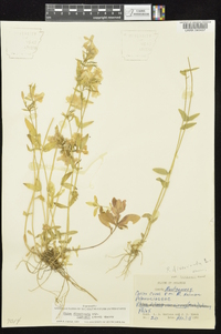 Phlox divaricata subsp. laphamii image