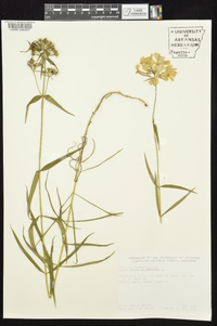 Phlox glaberrima image