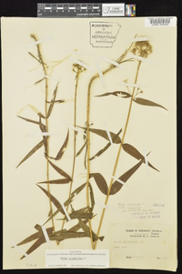 Phlox glaberrima image