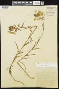 Phlox glaberrima image