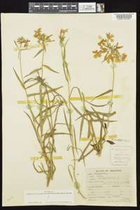 Phlox glaberrima image