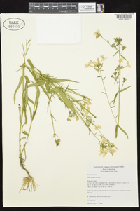 Phlox glaberrima image