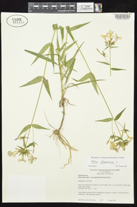 Phlox glaberrima image