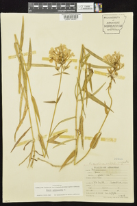 Phlox glaberrima image