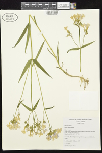 Phlox glaberrima image